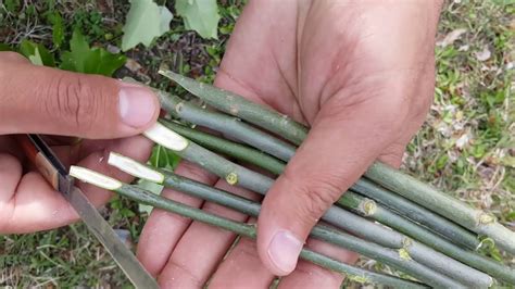 How To Grow Eucalyptus Tree Safida In Easy Way And Earn Lot Of Mony