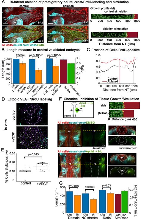 Visualizing Mesoderm And Neural Crest Cell Dynamics During Chick Head