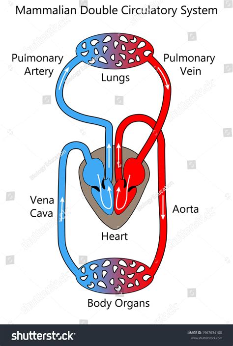 Closed Circulatory System Bird