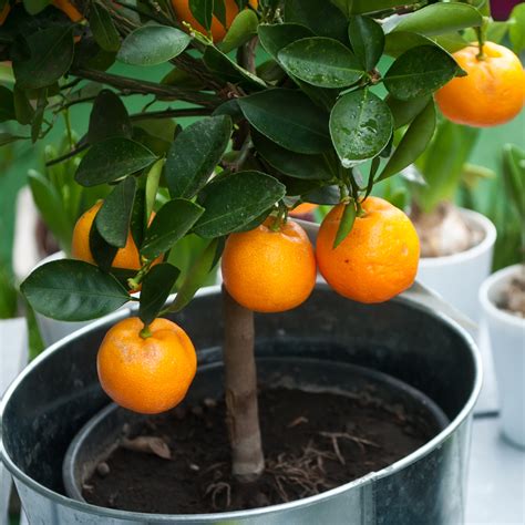 Dwarf Navel Orange Tree For Sale Online