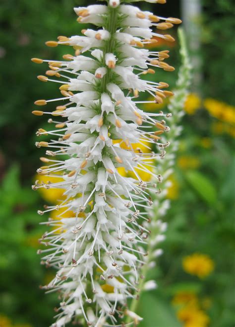 Plants North Carolina Native Plant Society