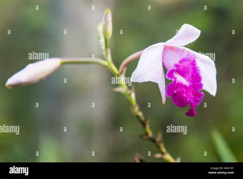 Bamboo Orchid Arundina Graminifolia Fotos Und Bildmaterial In Hoher