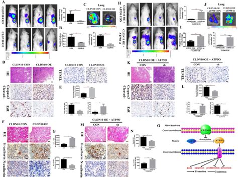 CLDN10 Overexpression Inhibits CcRCC Cells Growth And Metastasis In