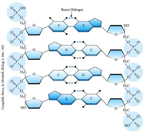 Struktur Kimia Dna