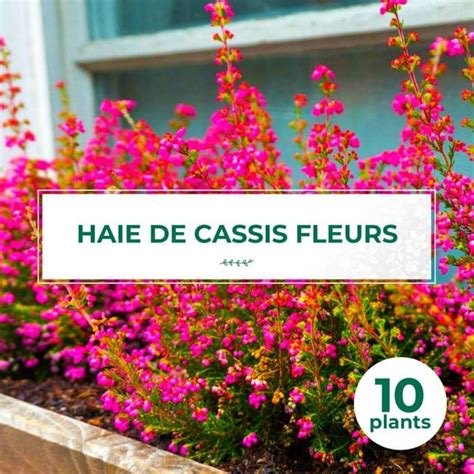 Kit Haie Cassis Fleurs Ribes Sanguineum Truffaut