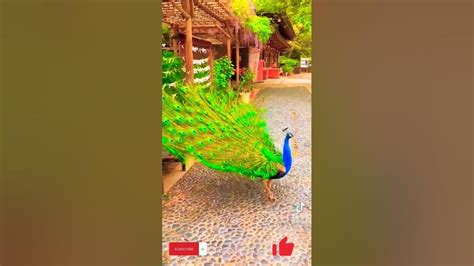 Peacock ময়ূর পাখি Shortvideo Peacock Shorts Youtube