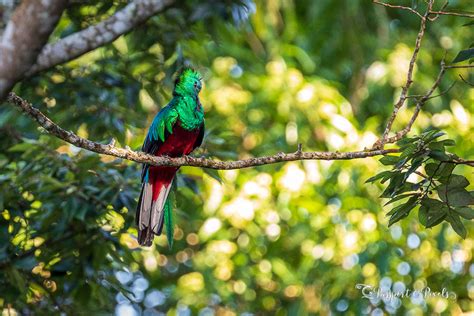 Seeing The Resplendent Quetzal Bird In Guatemala