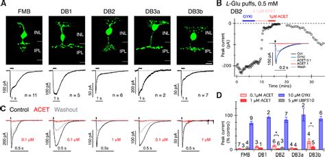 Figure 1 from Kainate Receptors Mediate Synaptic Input to Transient and ...