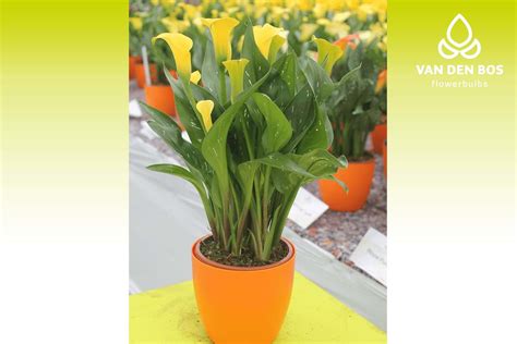 Sun Club® Calla Van Den Bos Flowerbulbs