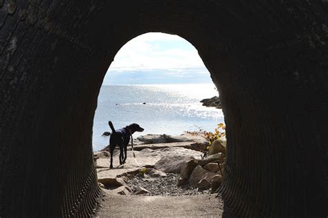 Katie Wanders : The Cliff Walk -- Newport, Rhode Island