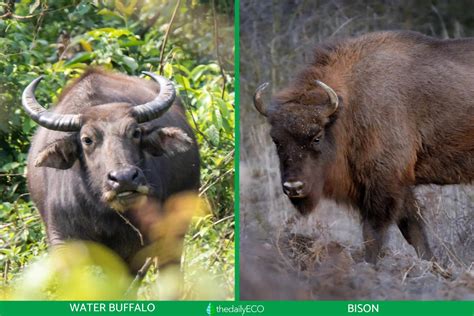 Differences Between Bison Vs Buffalo With Photos