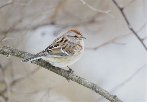 American Tree Sparrow By Jackie B Elmore 2 22 2021 Jeffer Flickr