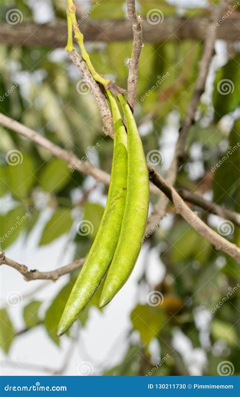 Long Green Seed Pods Of Trumpet Vine Hanging Down Stock Photo Image