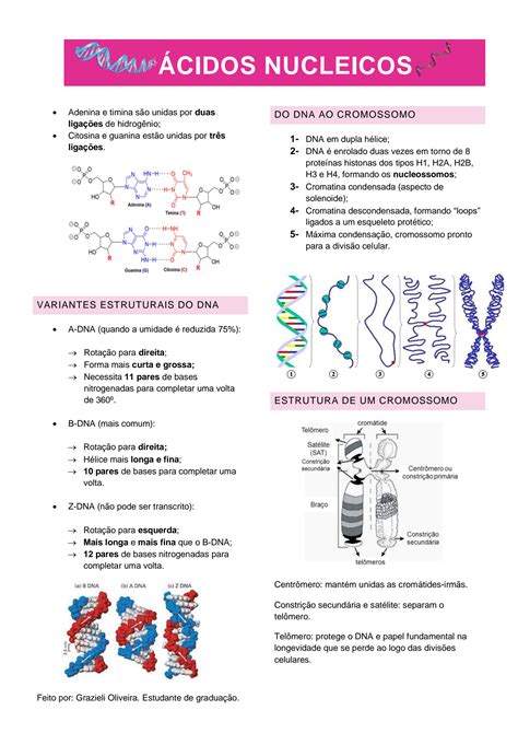 SOLUTION Resumo genética ácidos nucleicos bônus Studypool