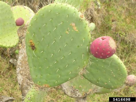 Tuna Cactus Opuntia Ficus Indica