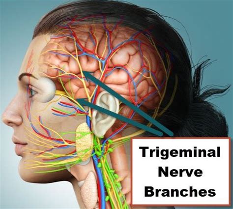 Trigeminal Neuralgia Symptoms Causes Treatment Surgery