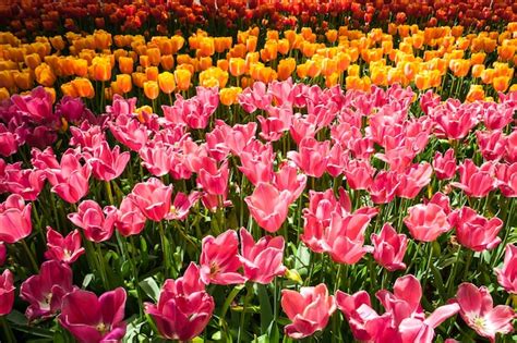 Campo De Tulipanes En El Jard N De Flores De Keukenhof Lisse Holanda