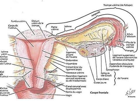 L Ut Rus Et Les Ovaires Physiologie De La Reproduction