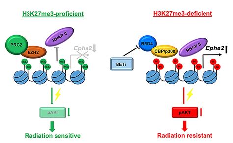 Epigenetically Guided Cancer Therapy Targeting H3K27me3 Loss In