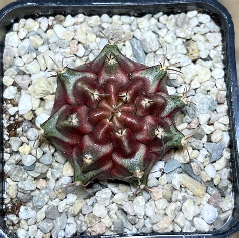 Shpr Gymnocalycium Mihanovichii Purple Nebula