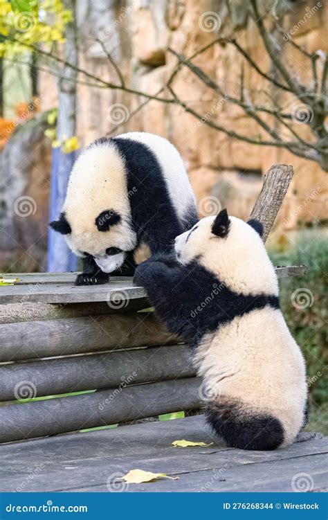 Giant panda cubs playing stock photo. Image of melanoleuca - 276268344