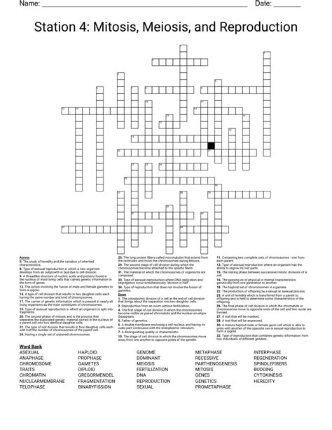 Station 4 Mitosis Meiosis And Reproduction Crossword Wordmint