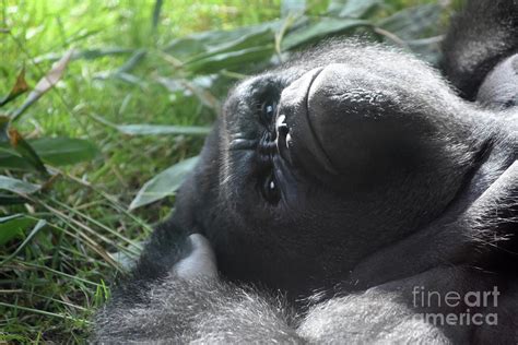 Lowland Gorilla Laying Down Surrounded By Leaves Photograph By Dejavu