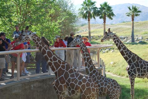 Funtastic Things To Do In Palm Springs With Kids