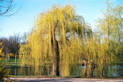 Comment Tailler Le Saule Pleureur Et Saule Crevette