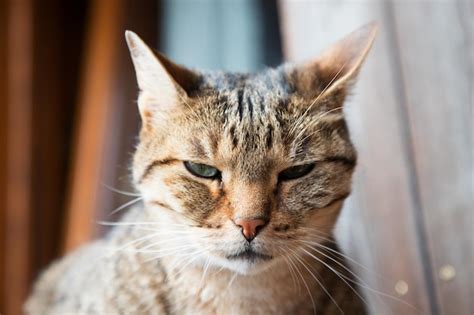 Premium Photo Ritratto Felino Di Uno Dei Miei Gatti