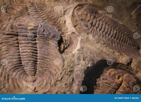 Impronta Trilobita Fossile Nel Sedimento Fotografia Stock Immagine Di