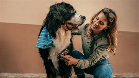 Qué es un baño en seco para perro y cómo se hace UnoTV