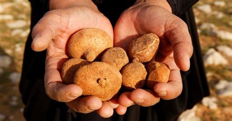 Sai Cos Il Tartufo Del Deserto Agrodolce