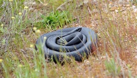 Serpiente Negra De Vientre Rojo H Bitat Y Caracter Sticas