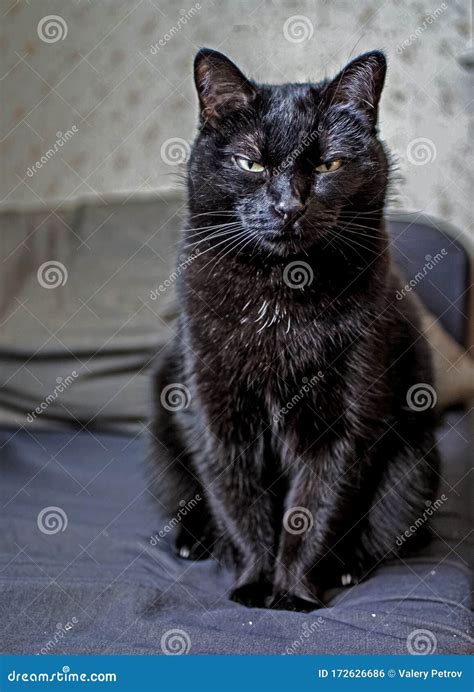 Gato Negro Sentado En Una Silla Foto De Archivo Imagen De Profundidad