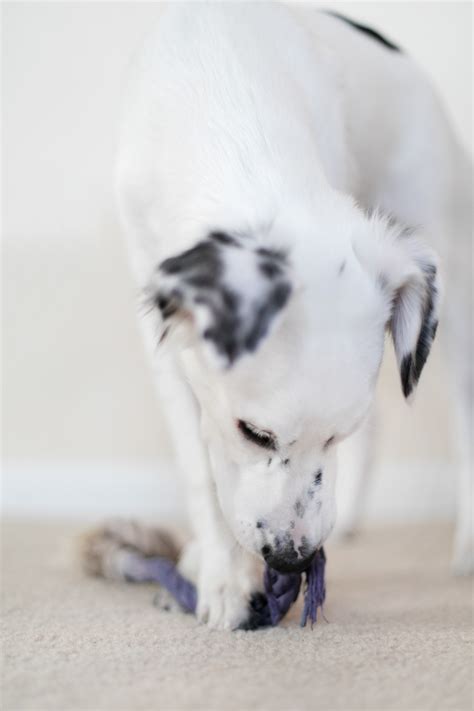 DIY All Natural Rope Toy for your Precious Pup | ctrl + curate