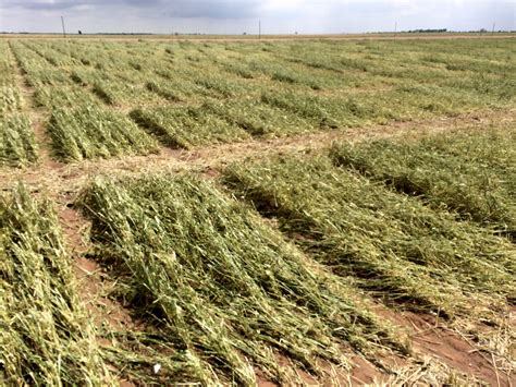 Storm Damage Forces Cancellation Of Wheat Field Day Set For May 13 At