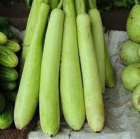 Kanaya Bottle Gourd Seeds Lauki Doodhi Surakkai Pechura Sorakkaya Sorekayi Seed Price In