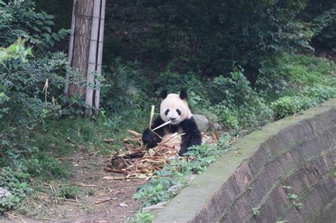 2022成都大熊猫繁育研究基地游玩攻略 可以参加当地一日游，有专车 【去哪儿攻略】