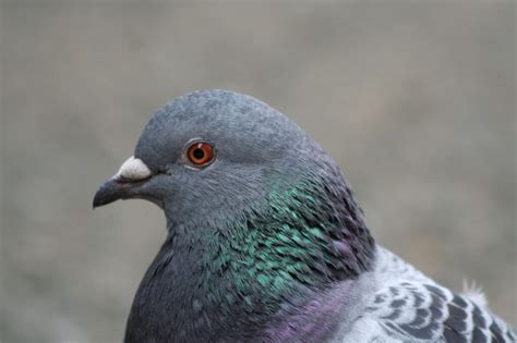 Five Tips To Get Rid Of Pigeons Without Killing Them Factual Facts