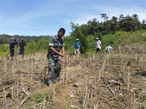 Demi Menjaga Ketahanan Pangan Babinsa Terus Bantu Petani Tanam Jagung