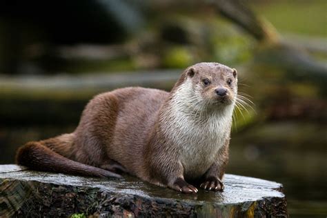 Mustelidi Classificazione Ed Esempi Scuola E Cultura