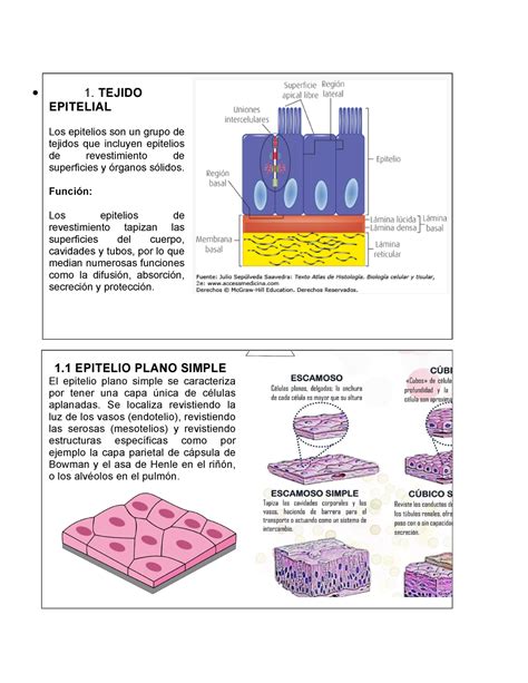 Anatomia Conociendo Los Tejidos Tejido Epitelial Los Epitelios