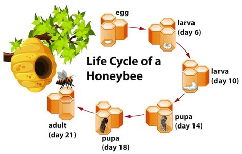 Free Vector Life Cycle Of A Honeybee