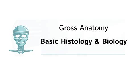 Gross Anatomy Basic Histology Biology Slides Ditki Medical