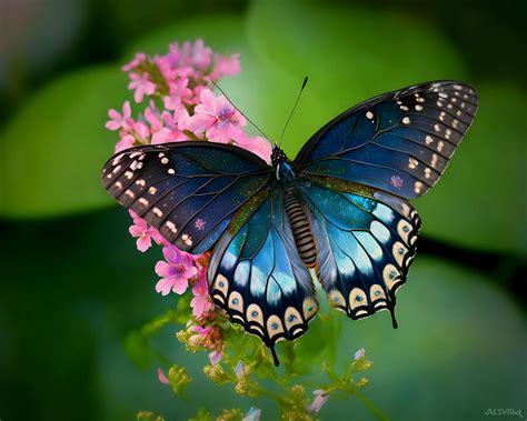 Ai Red Spotted Purple Butterfly Photograph By Marilyn Deblock Pixels