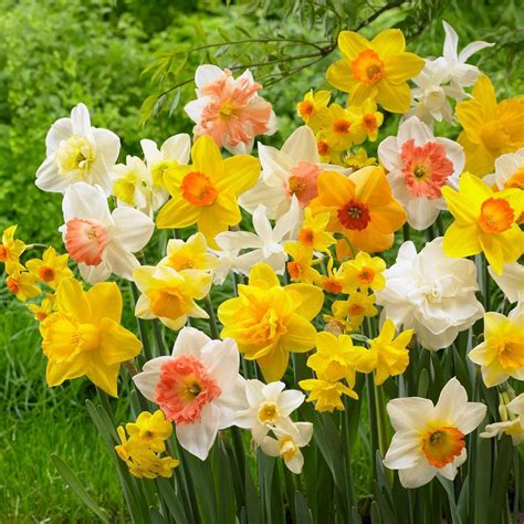 Garden State Bulb 12 14 Cm Daffodil Bulbs All In One Mixed Bag Of 25