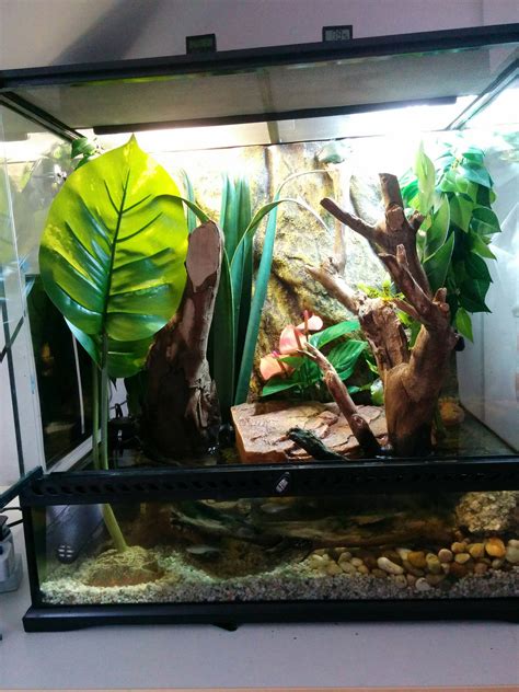 Whites tree frog tank, description below : r/frogs