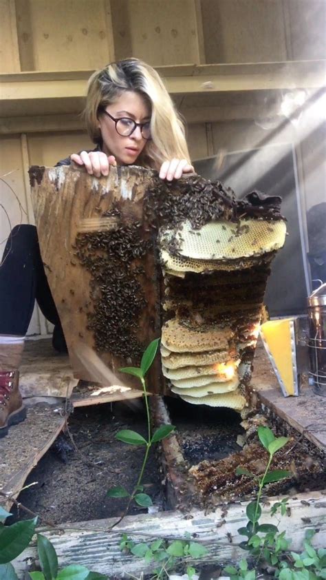 Erika Thompson Beekeeper On Instagram Bees Had Been Living In This