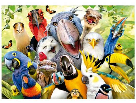 Watch The Birdie , 500 Pieces, Educa | Puzzle Warehouse